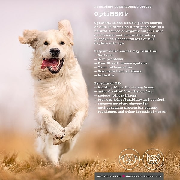 Advanced Joint-Support Collagen For Pets 2