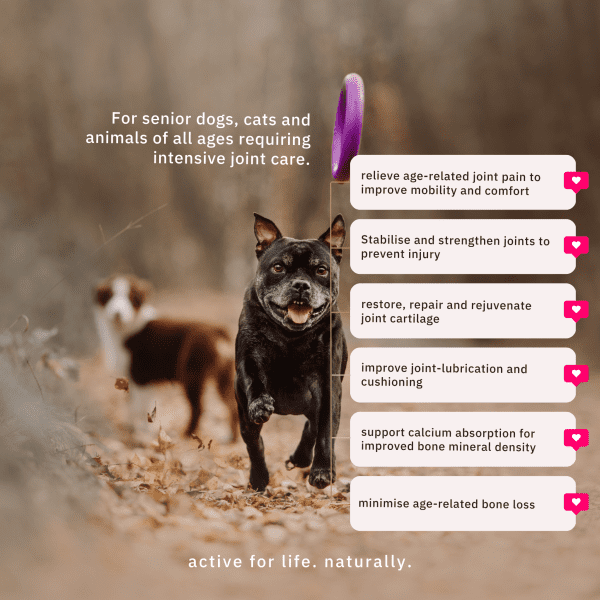 Dog Collagen Benefits